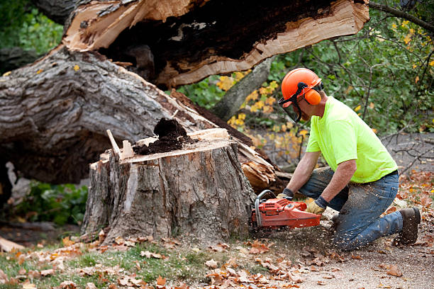 Best Tree Risk Assessment  in Nitro, WV